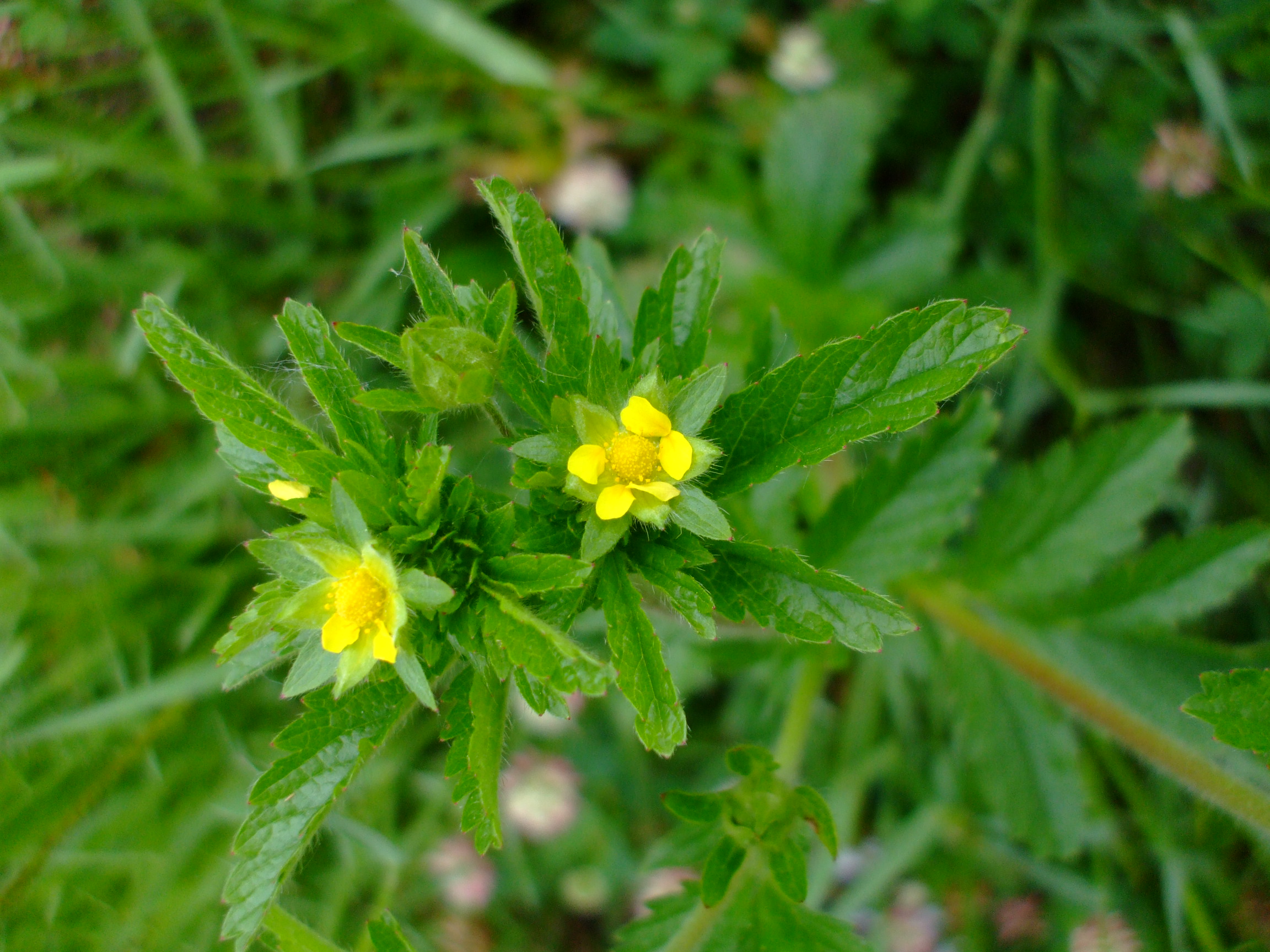 Potentilla norvegica